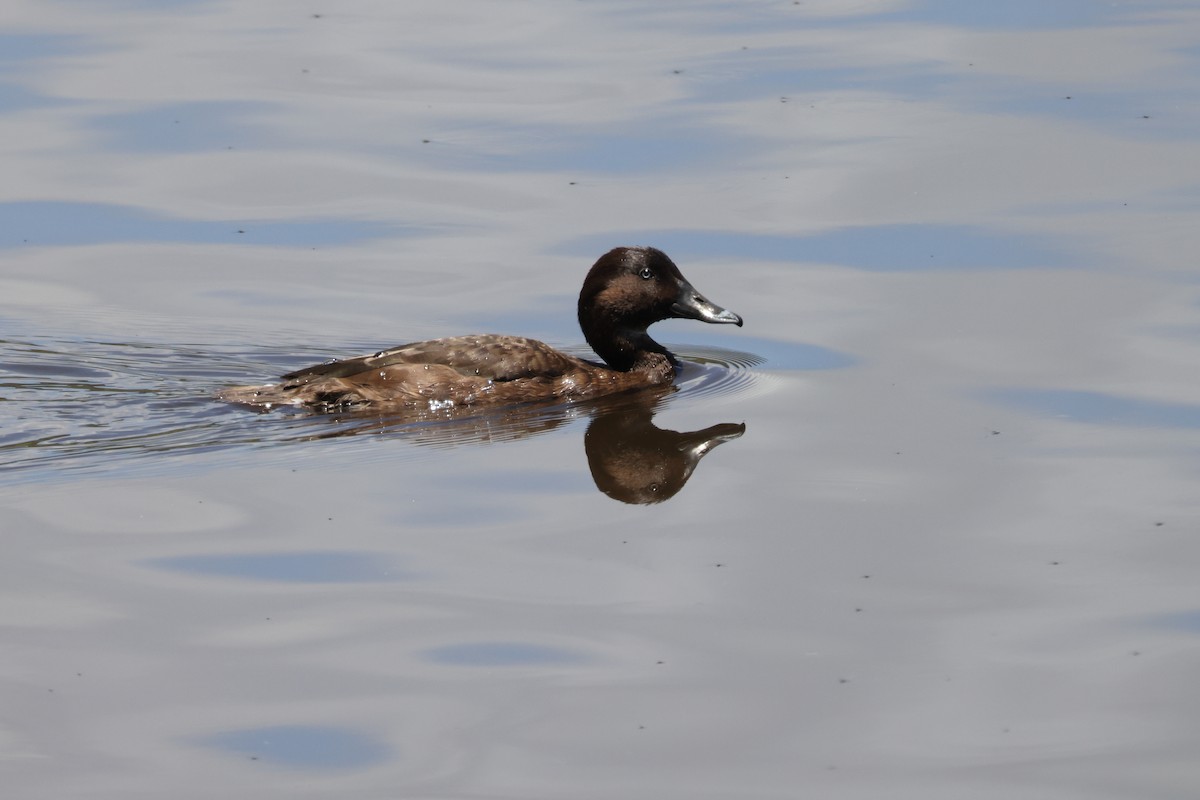 Hardhead - ML644874128