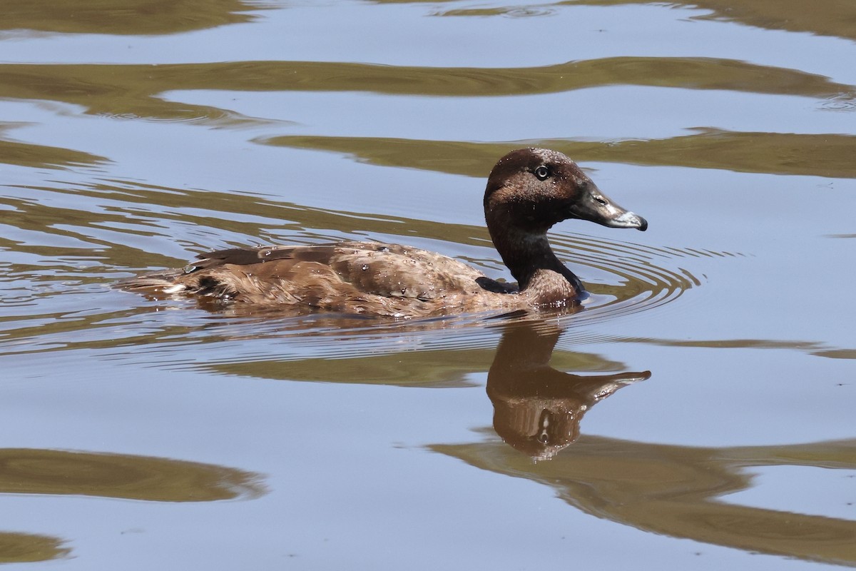 Hardhead - ML644874136