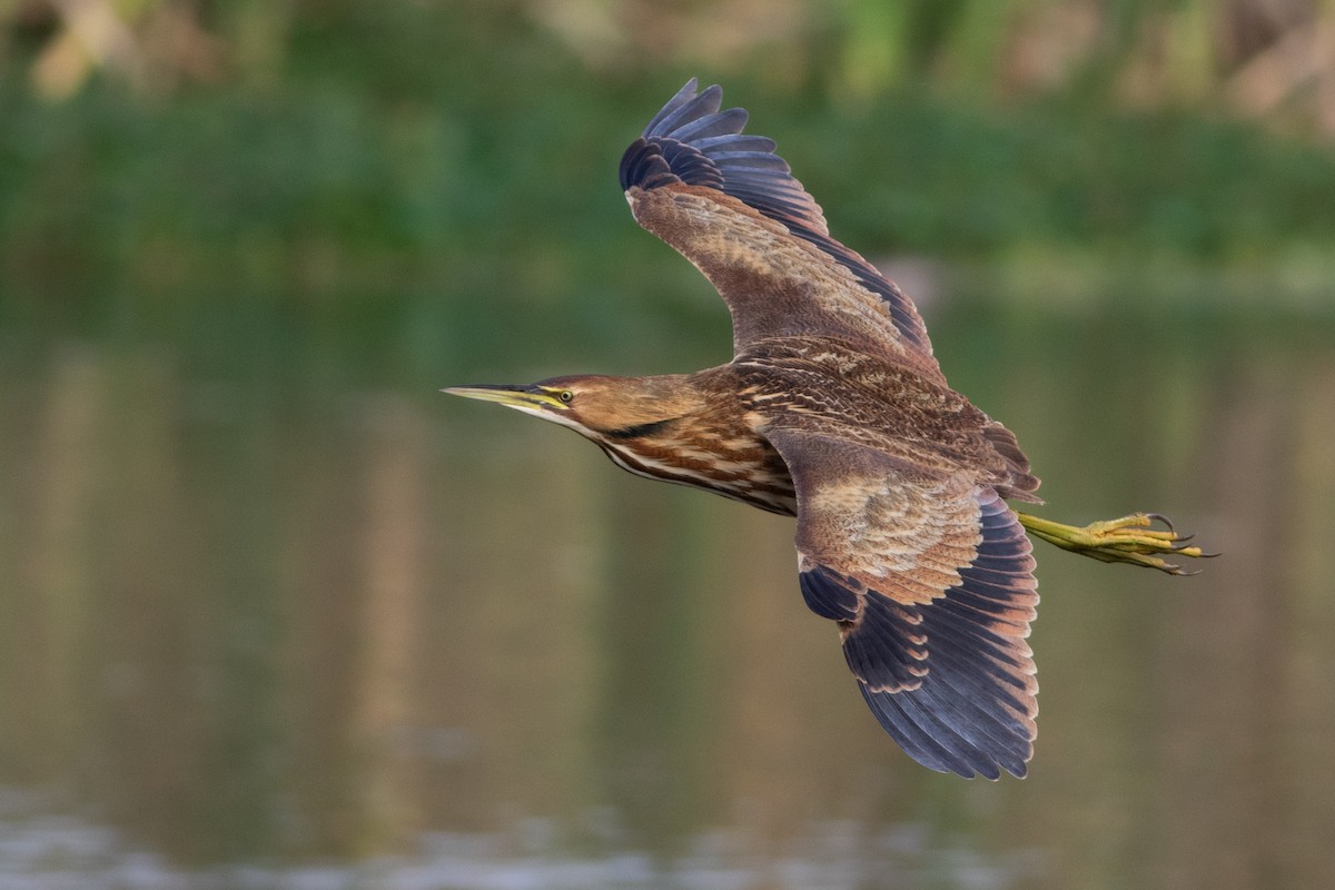 American Bittern - ML644874142