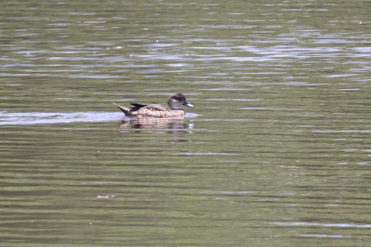 Australente - ML644874144