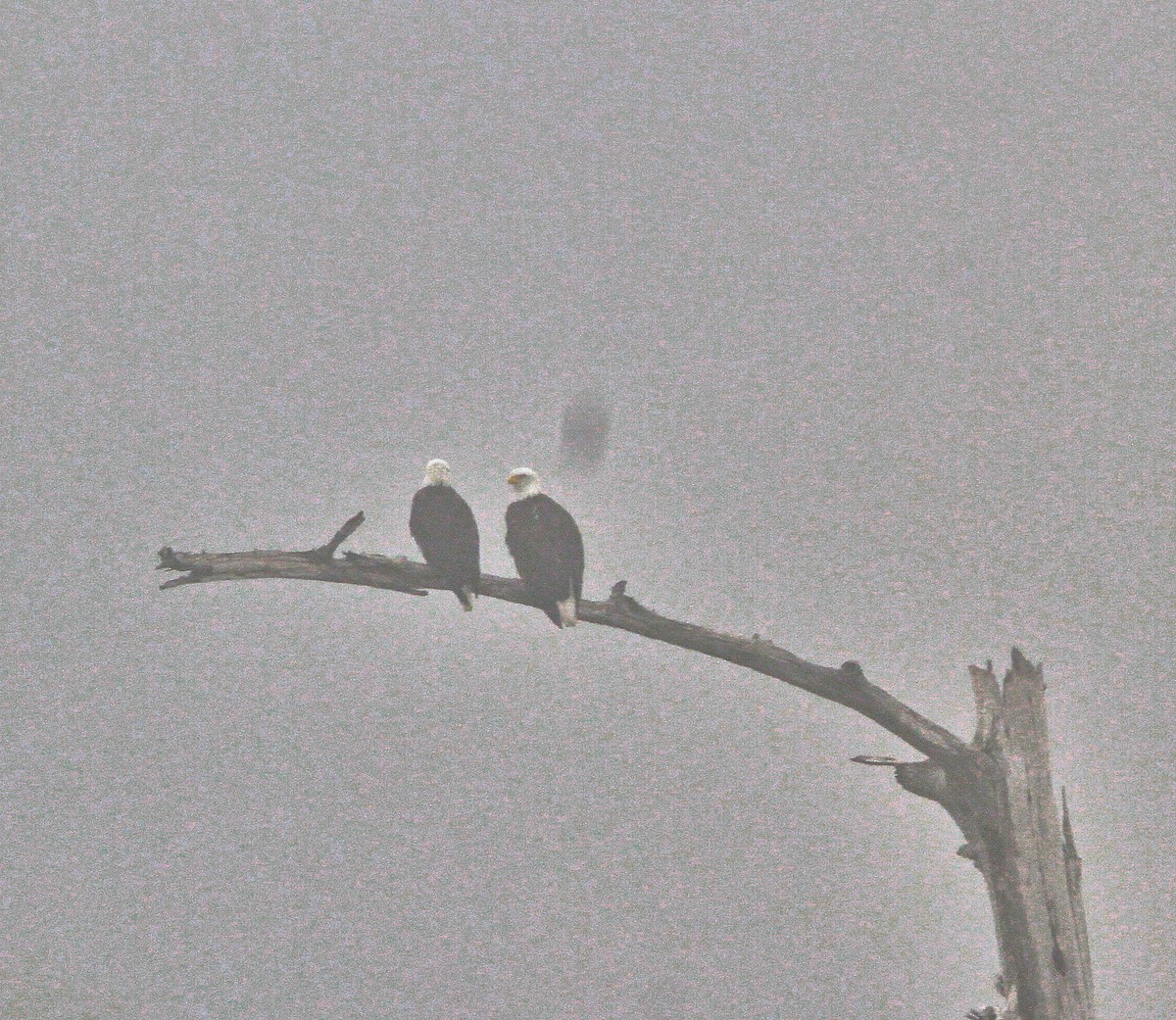 Bald Eagle - ML644874152