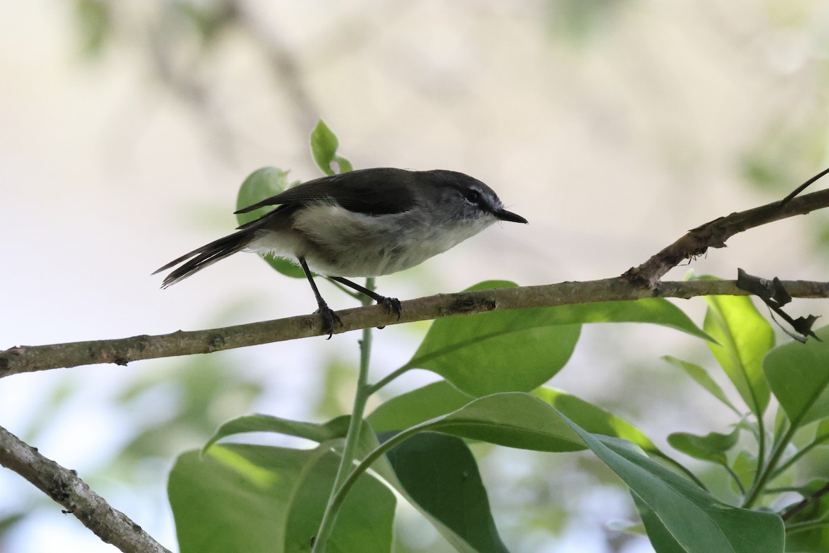 チャイロセンニョムシクイ - ML644874153