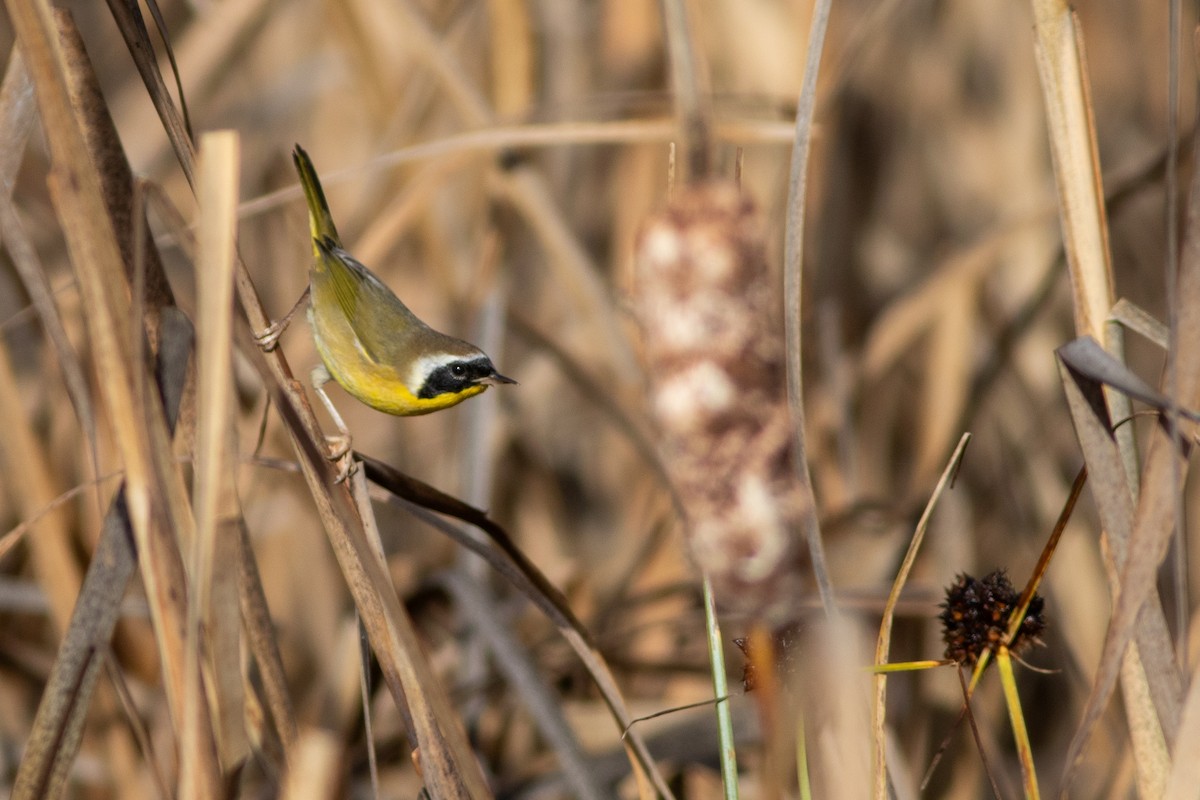 Common Yellowthroat - ML644874155