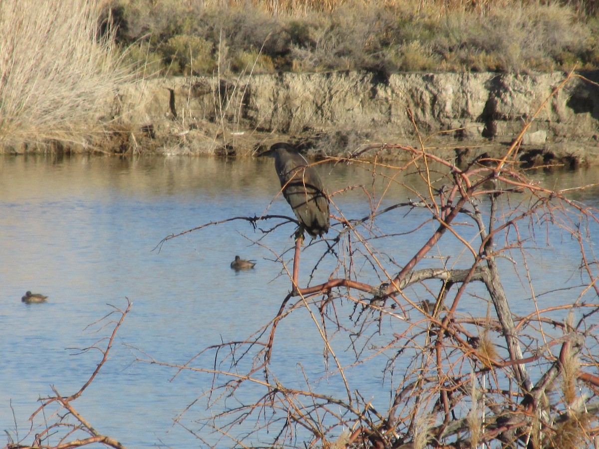 Black-crowned Night Heron - ML644874159