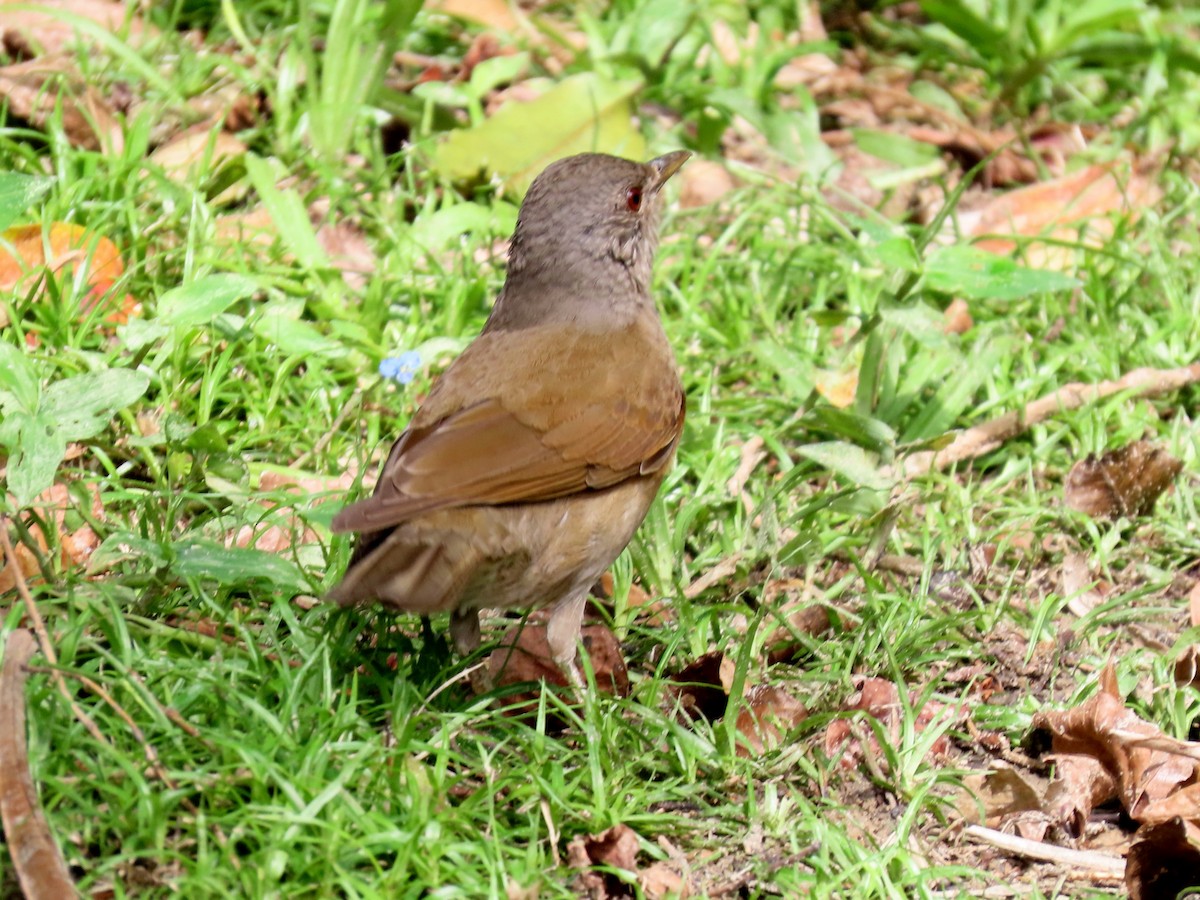 Pale-breasted Thrush - ML644874160