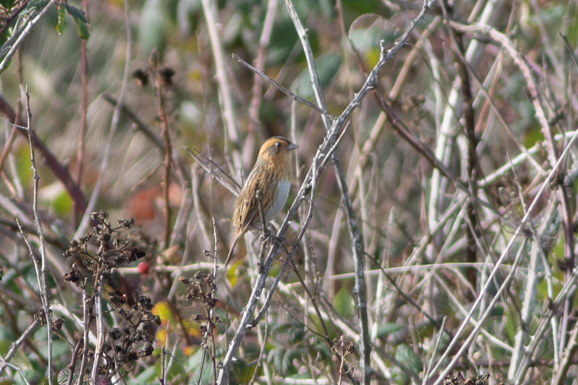 Nelson's Sparrow - ML644874162