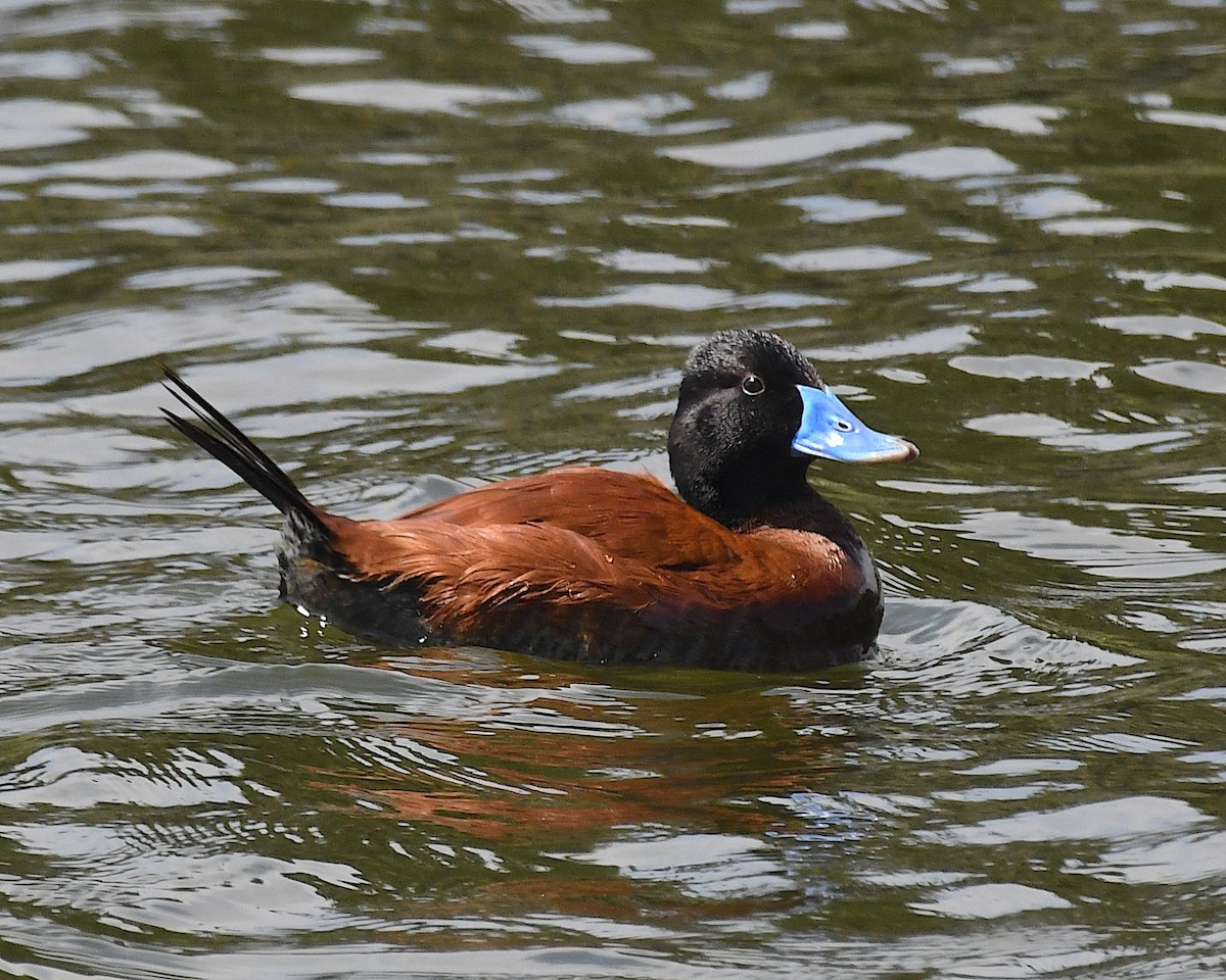 trommeand - ML644874166