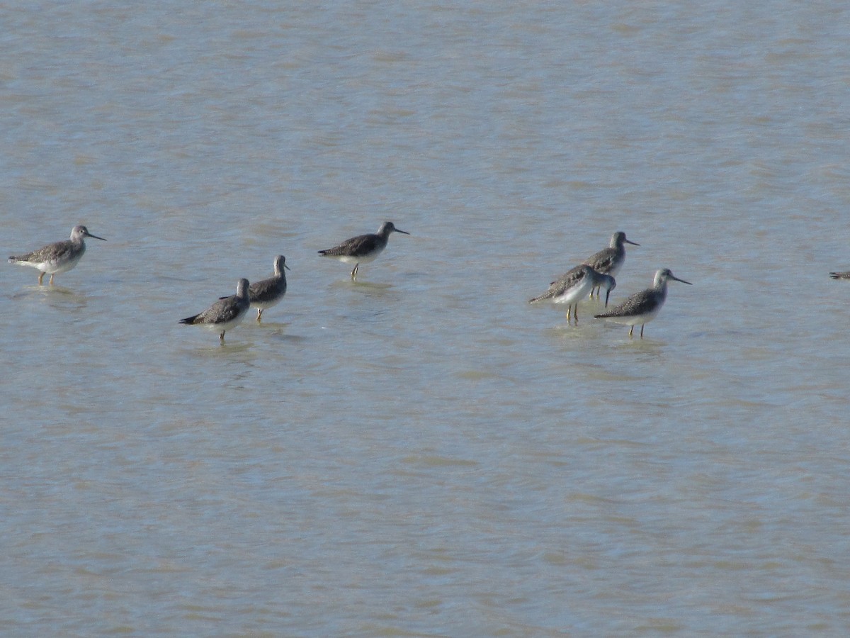 Greater Yellowlegs - ML644874173