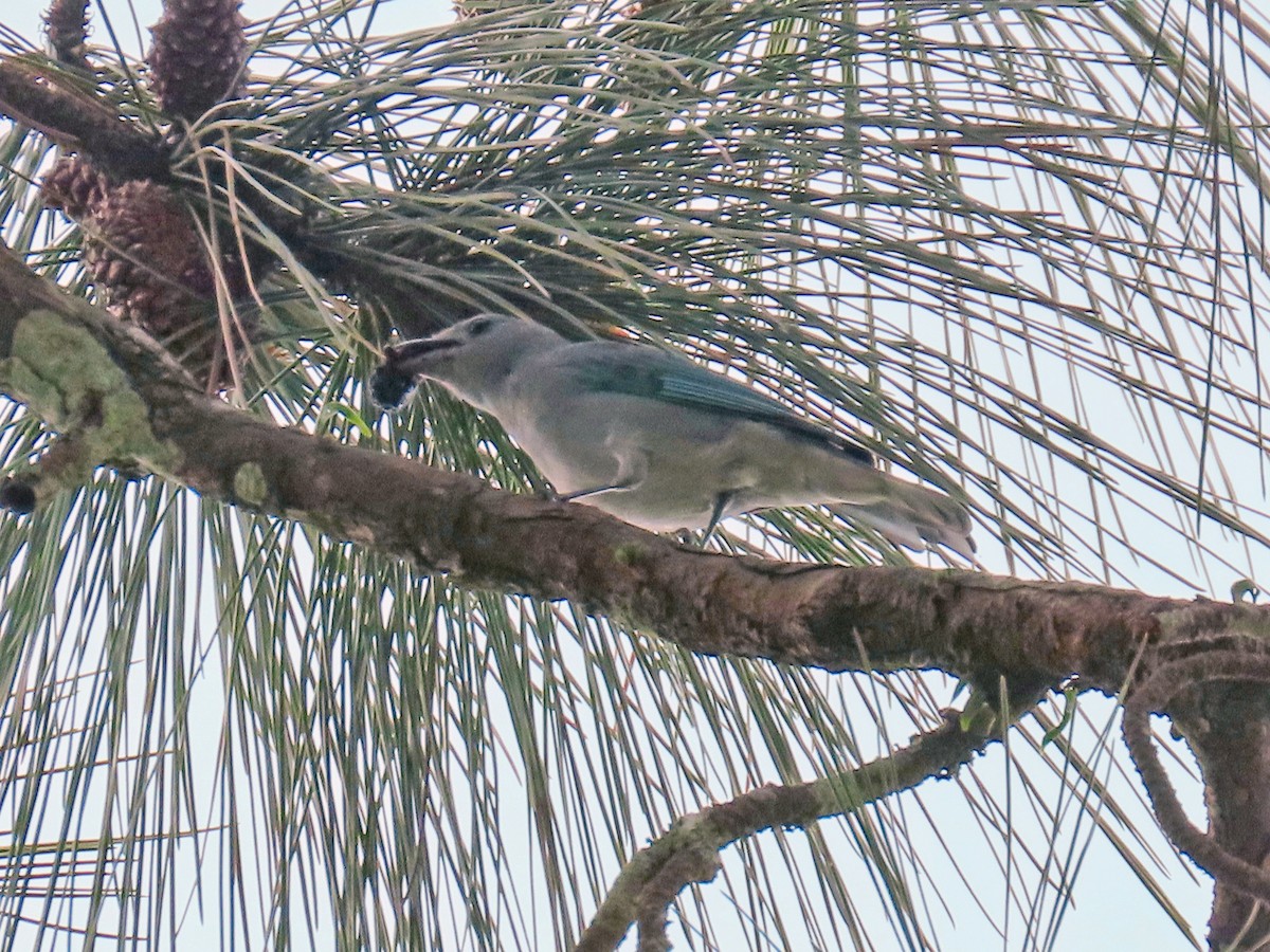 Sayaca Tanager - ML644874181