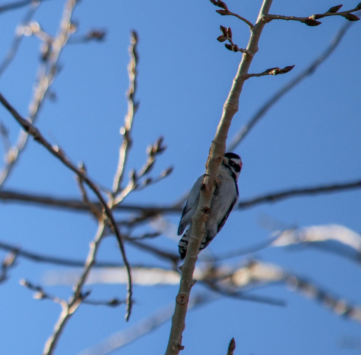 Downy Woodpecker - ML644874183
