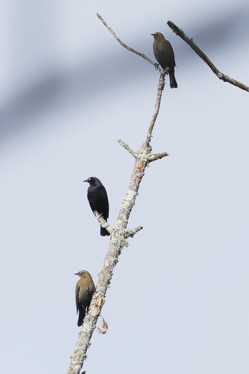 Rusty Blackbird - ML644874190