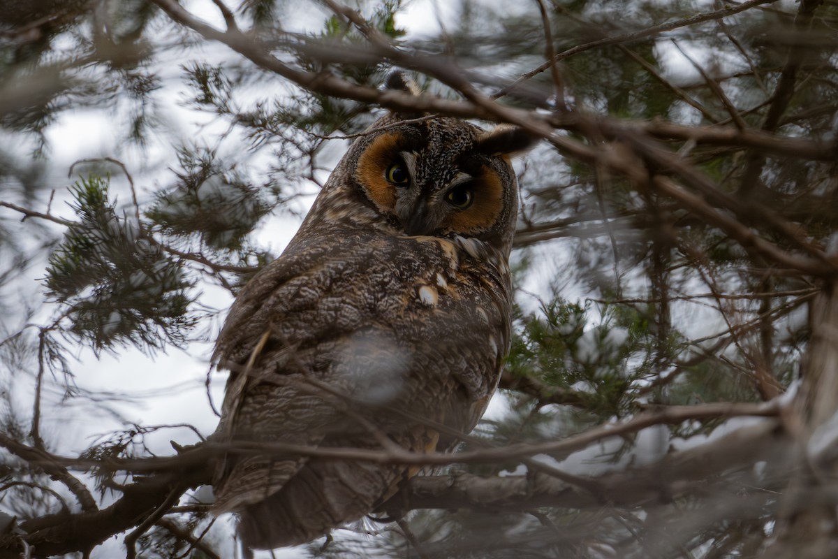 Hibou moyen-duc - ML644874194