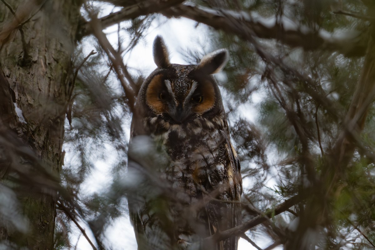 Hibou moyen-duc - ML644874196