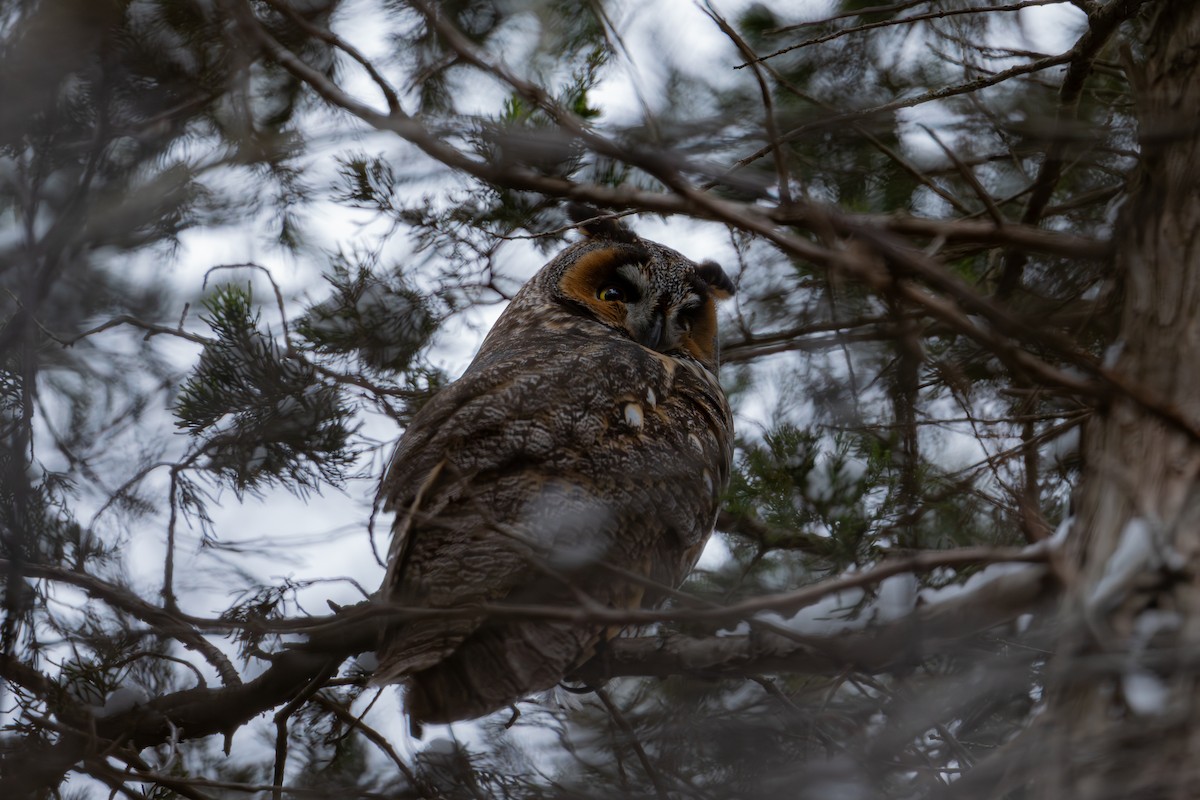 Hibou moyen-duc - ML644874199