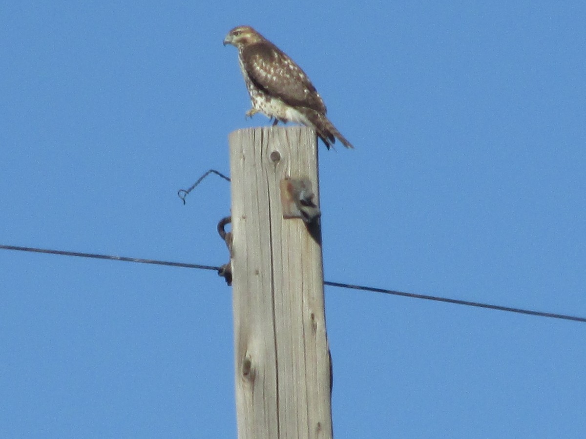 Red-tailed Hawk - ML644874204