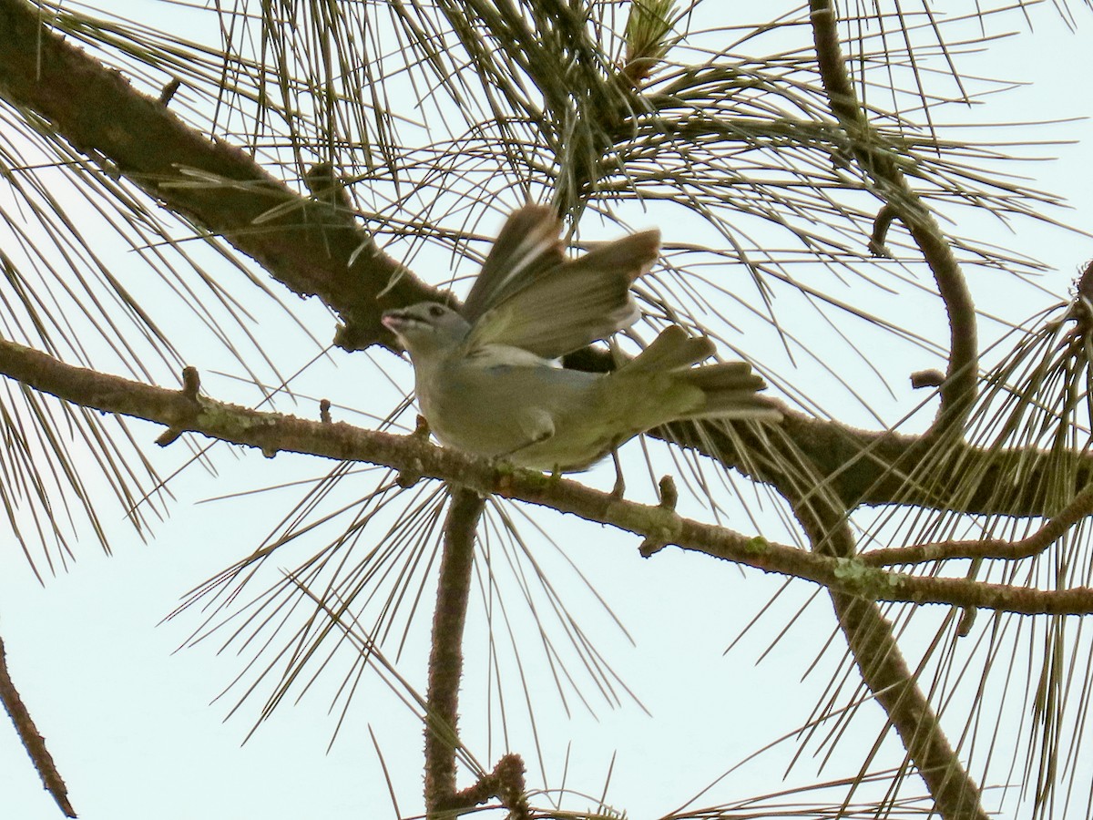 Sayaca Tanager - ML644874207