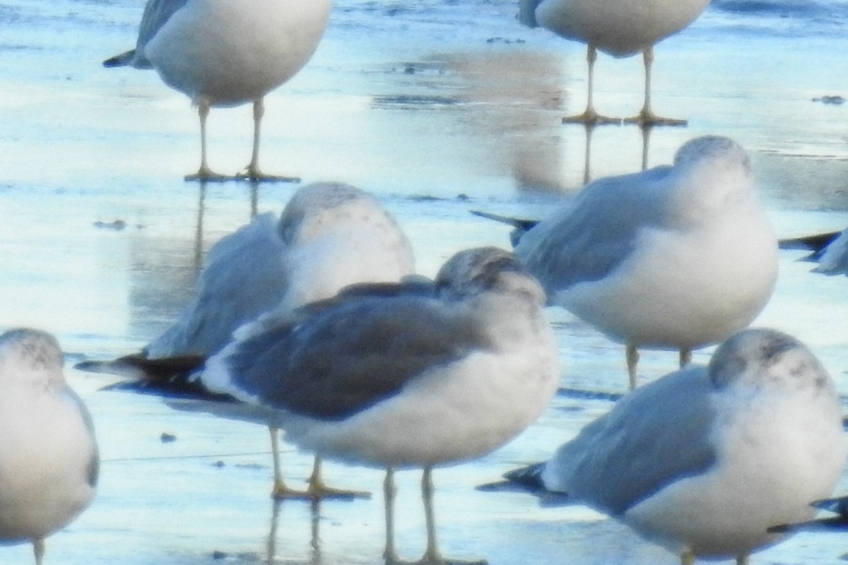Common Gull (Kamchatka) - ML644874209
