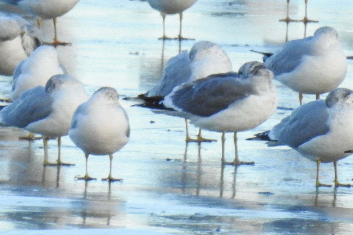 Common Gull (Kamchatka) - ML644874210