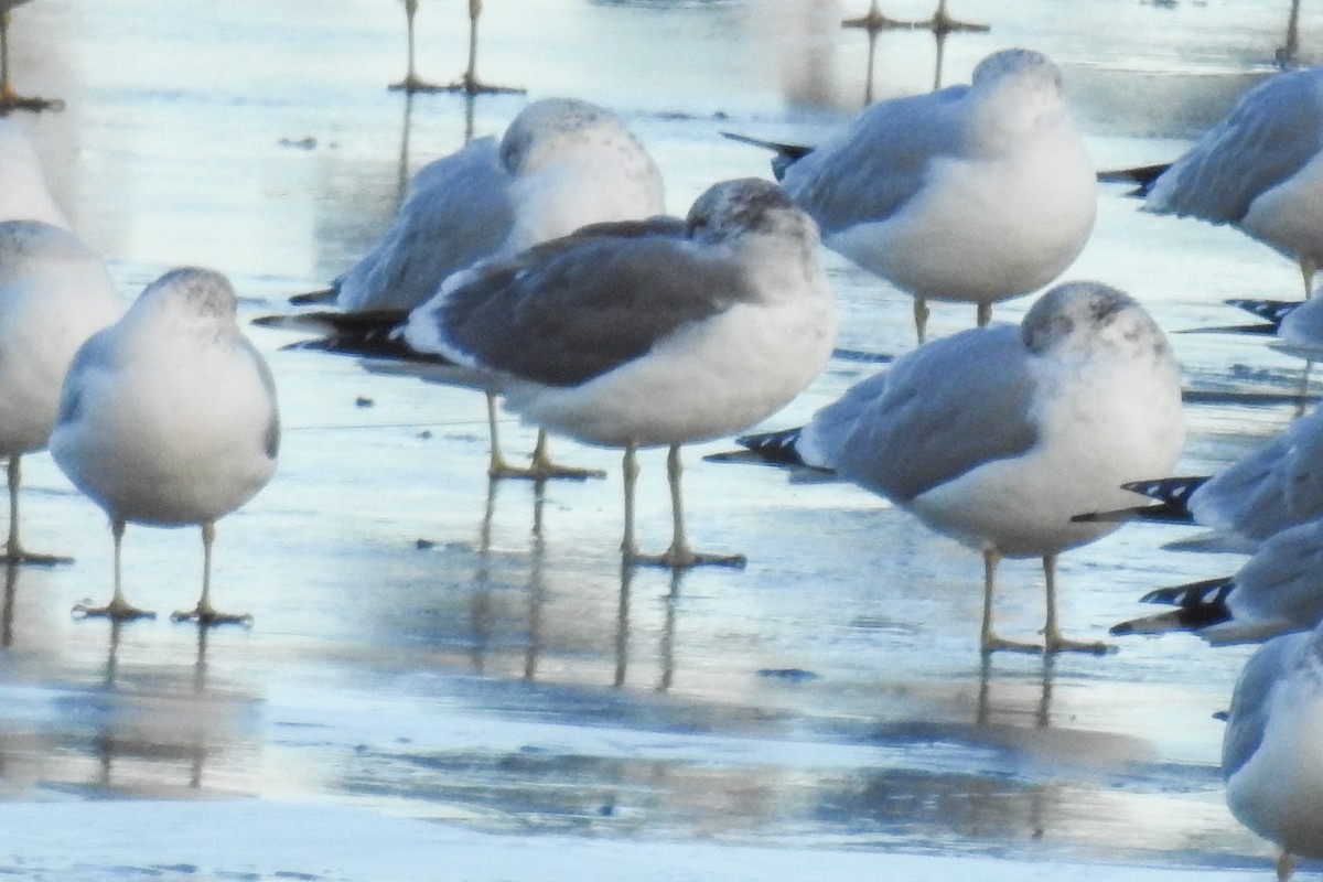 Common Gull (Kamchatka) - ML644874211