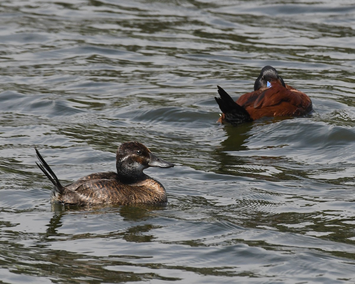 trommeand - ML644874213