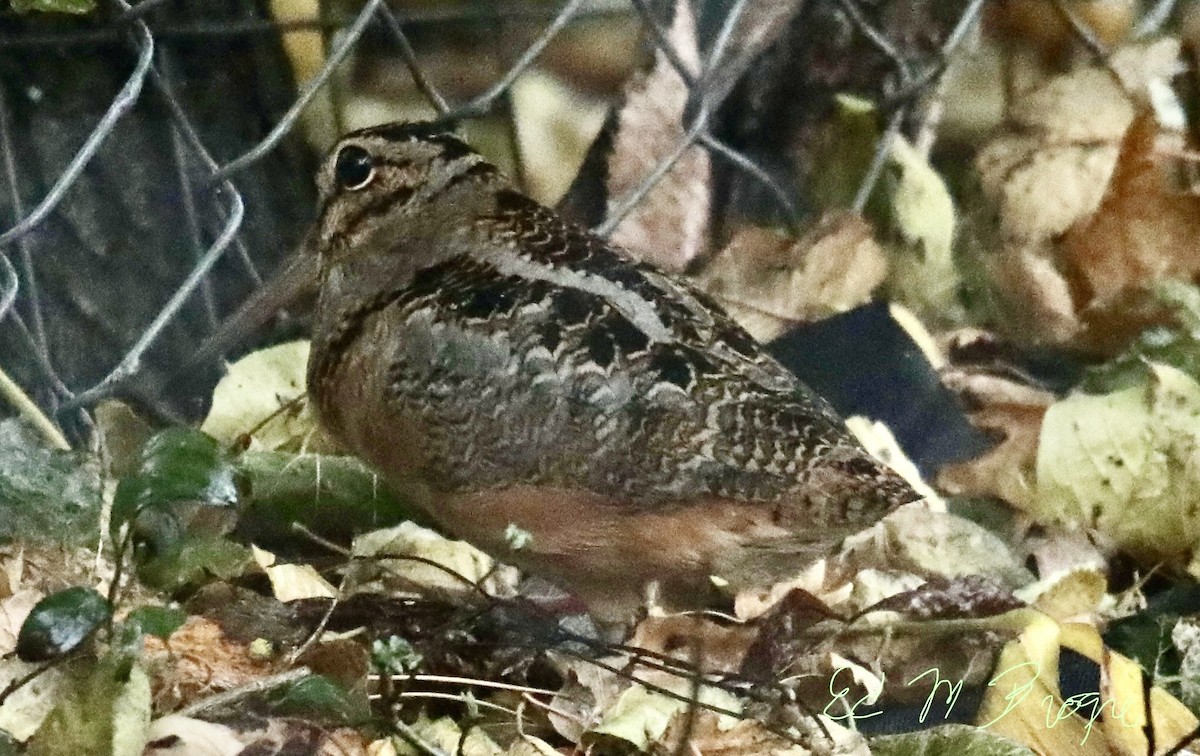 American Woodcock - ML644874220