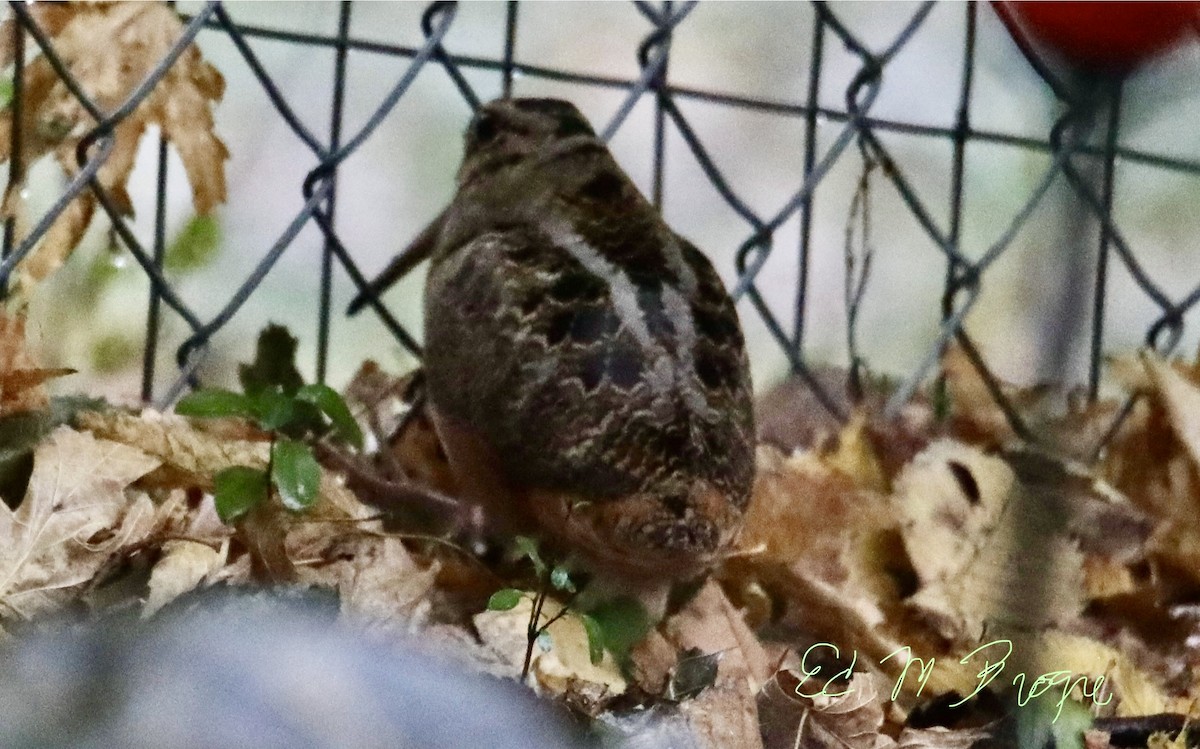 American Woodcock - ML644874221