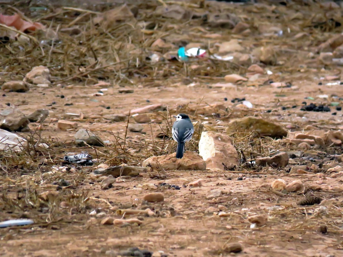 White Wagtail (White-faced) - ML644874231