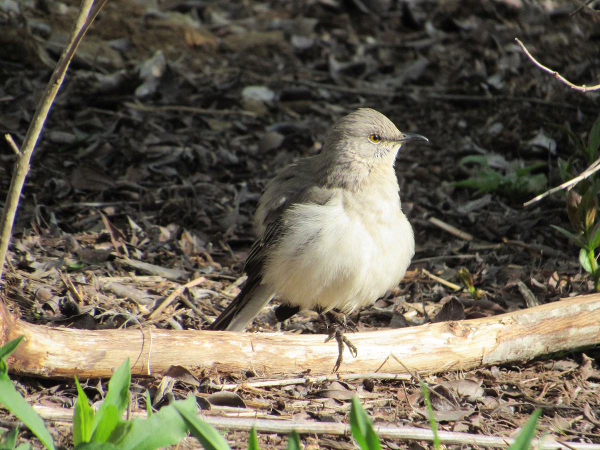 Northern Mockingbird - ML644874245