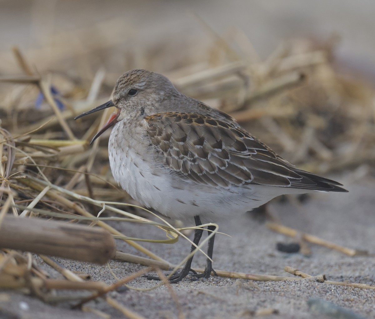 jespák tundrový - ML644874254