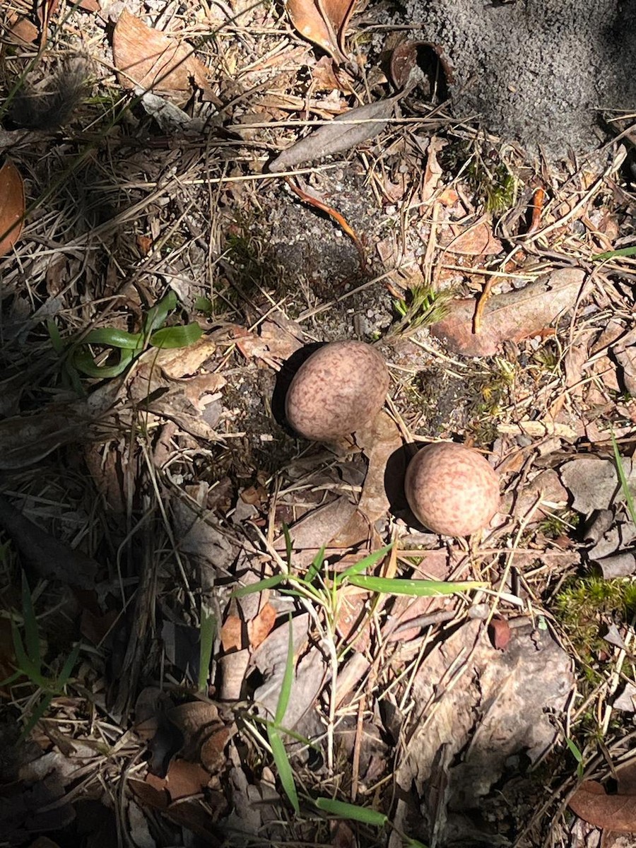 ハサミヨタカ - ML644874256