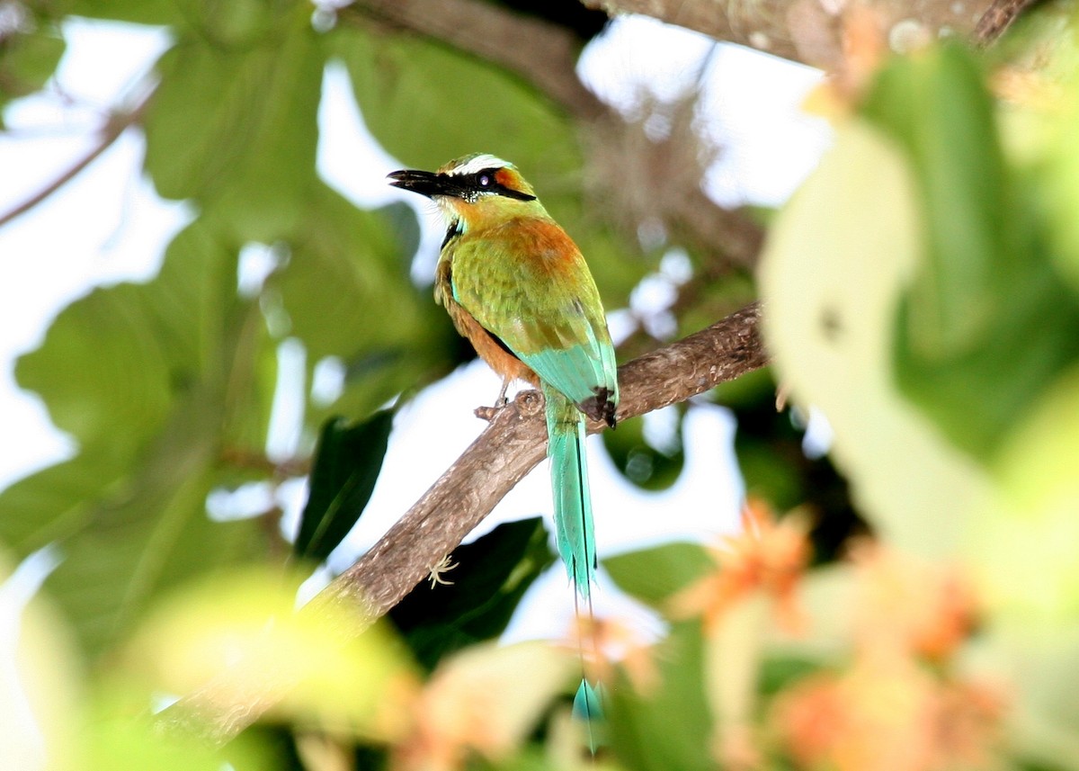 Turquoise-browed Motmot - ML644874260