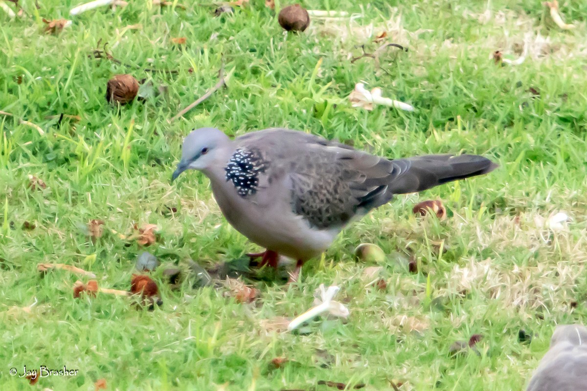 Spotted Dove - ML644874267