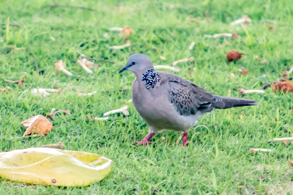 Spotted Dove - ML644874268