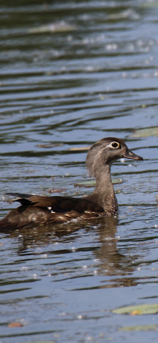 Wood Duck - ML644874286