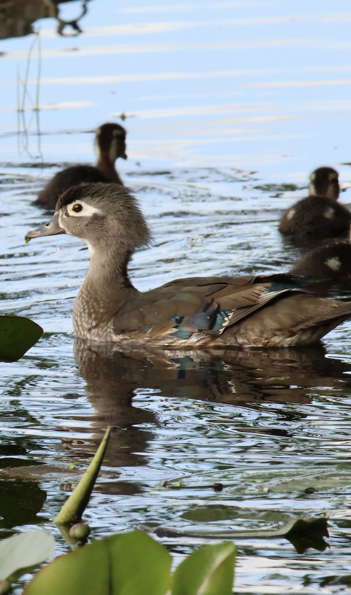 Wood Duck - ML644874287