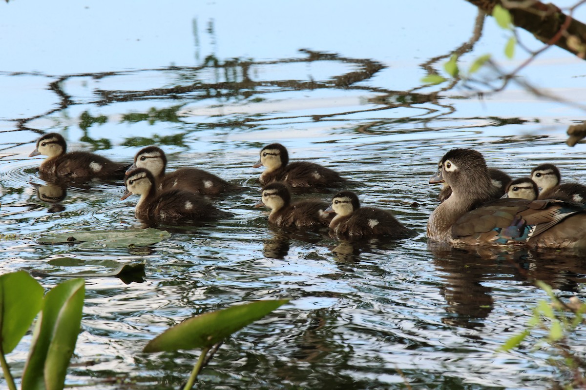 Wood Duck - ML644874288