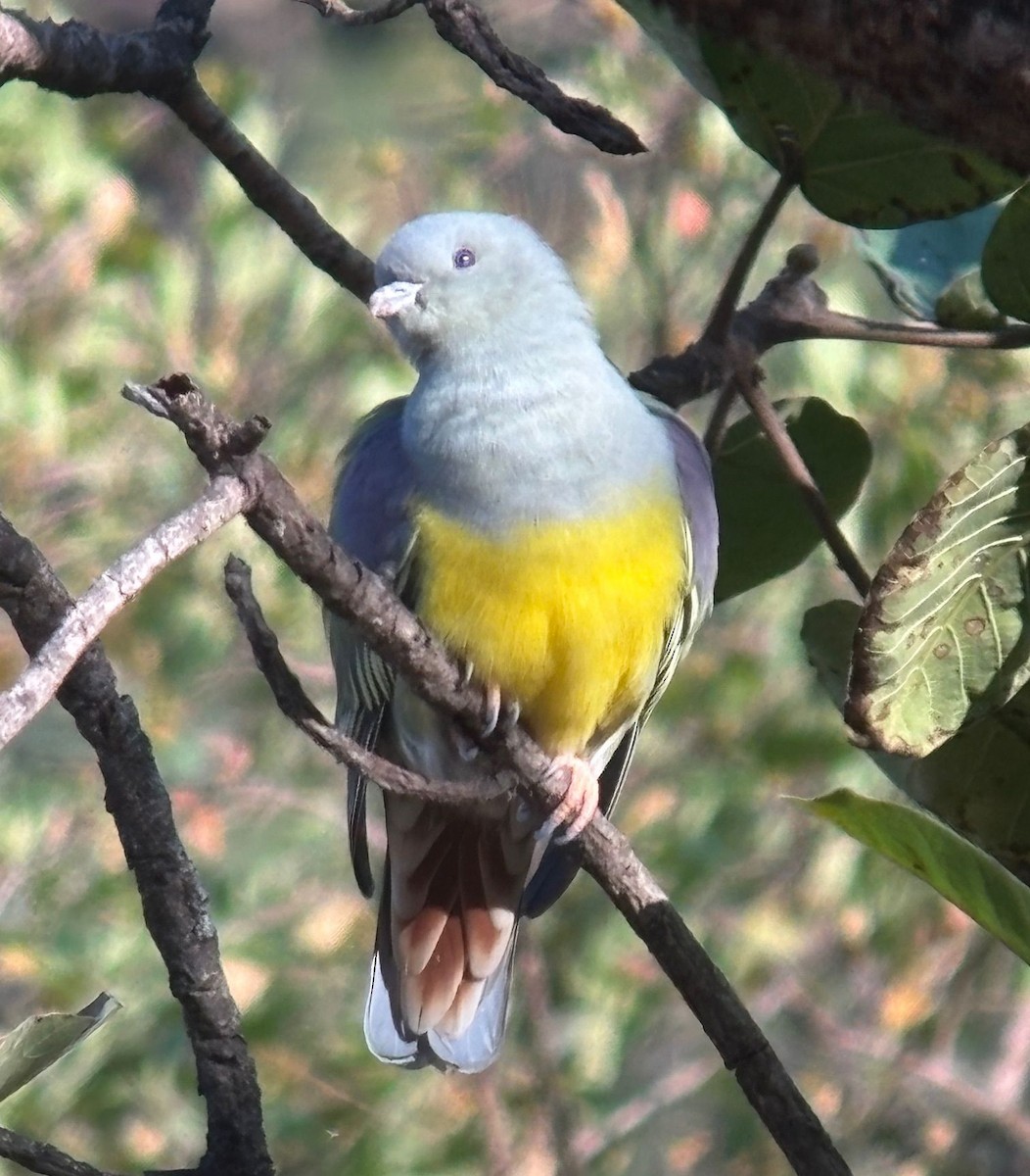 Bruce's Green-Pigeon - ML644874293