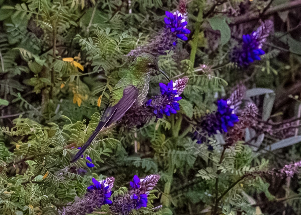 Black-tailed Trainbearer - ML644874295