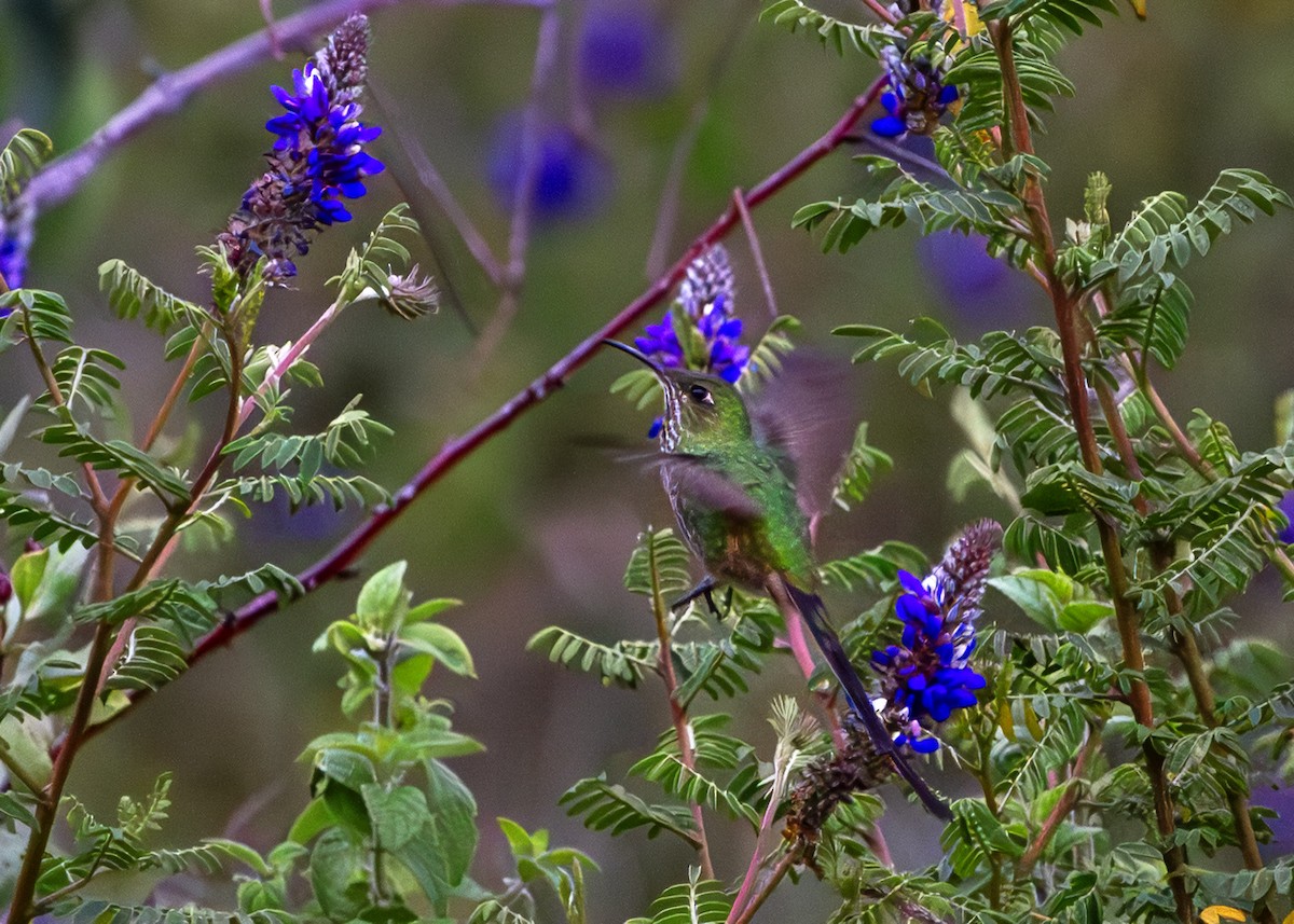 Black-tailed Trainbearer - ML644874296
