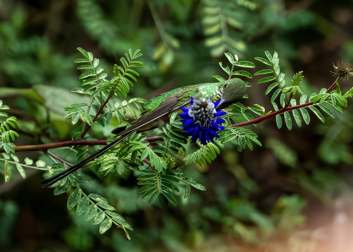 Black-tailed Trainbearer - ML644874297