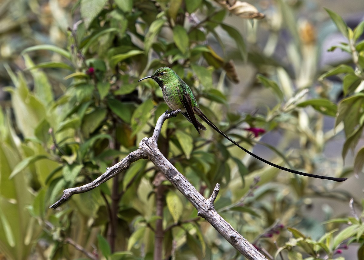 Black-tailed Trainbearer - ML644874298