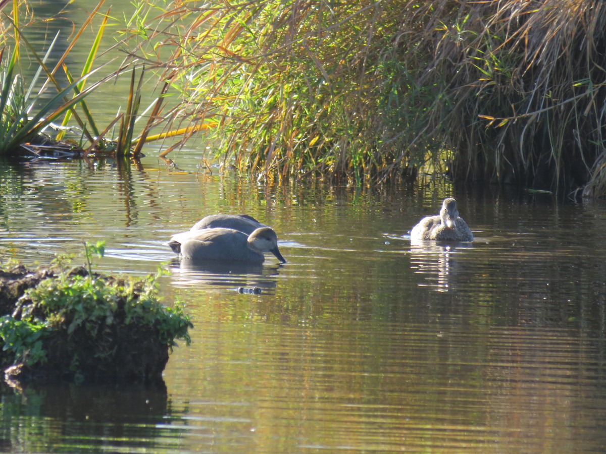 Gadwall - ML644874299