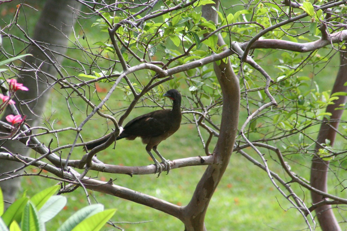 Rufous-vented Chachalaca - ML644874301