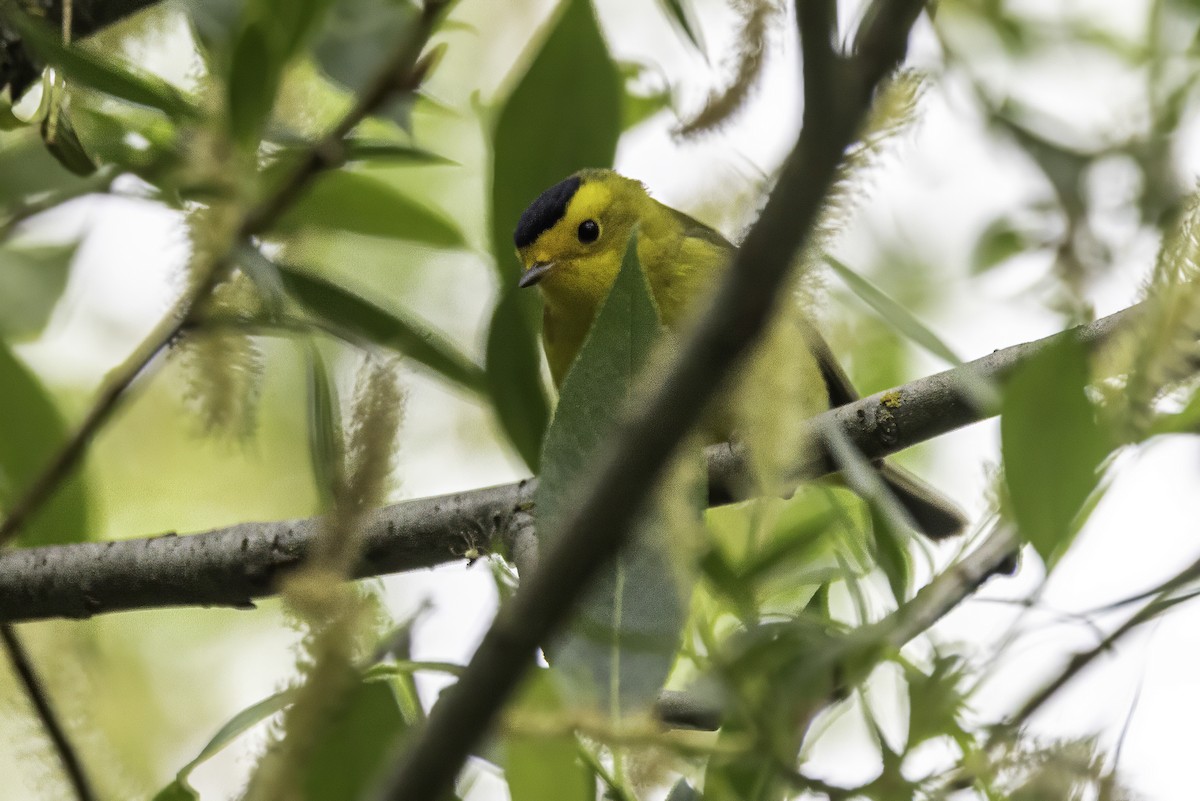 Wilson's Warbler - ML644874302