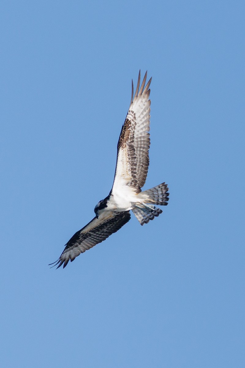 Osprey - ML644874303