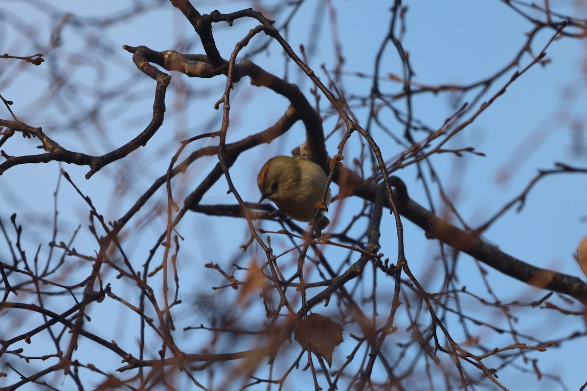 Goldcrest - ML644874304