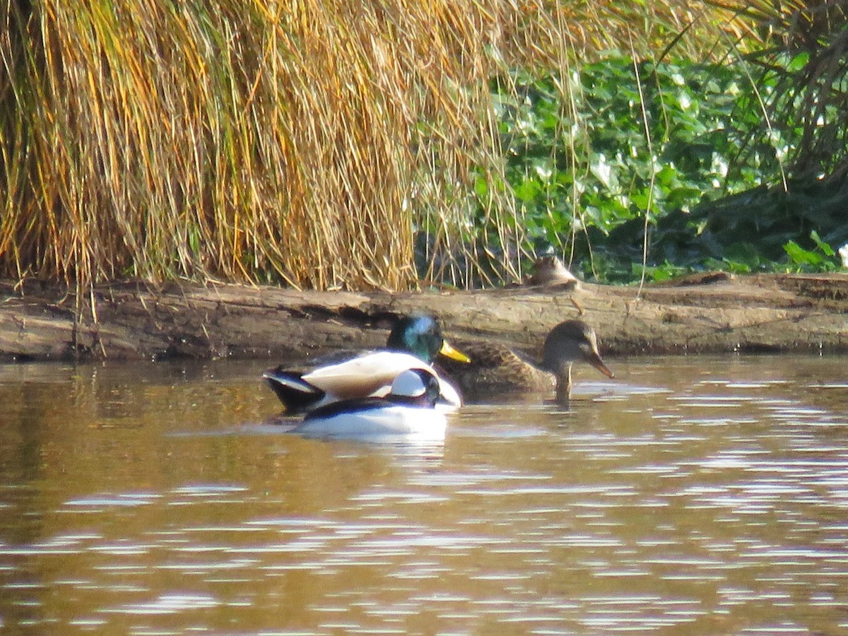 Mallard - ML644874305