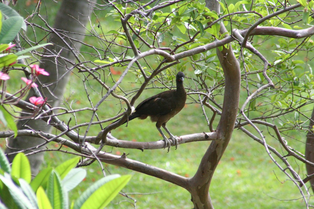 Rufous-vented Chachalaca - ML644874306