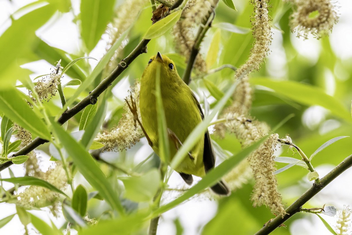 Wilson's Warbler - ML644874307