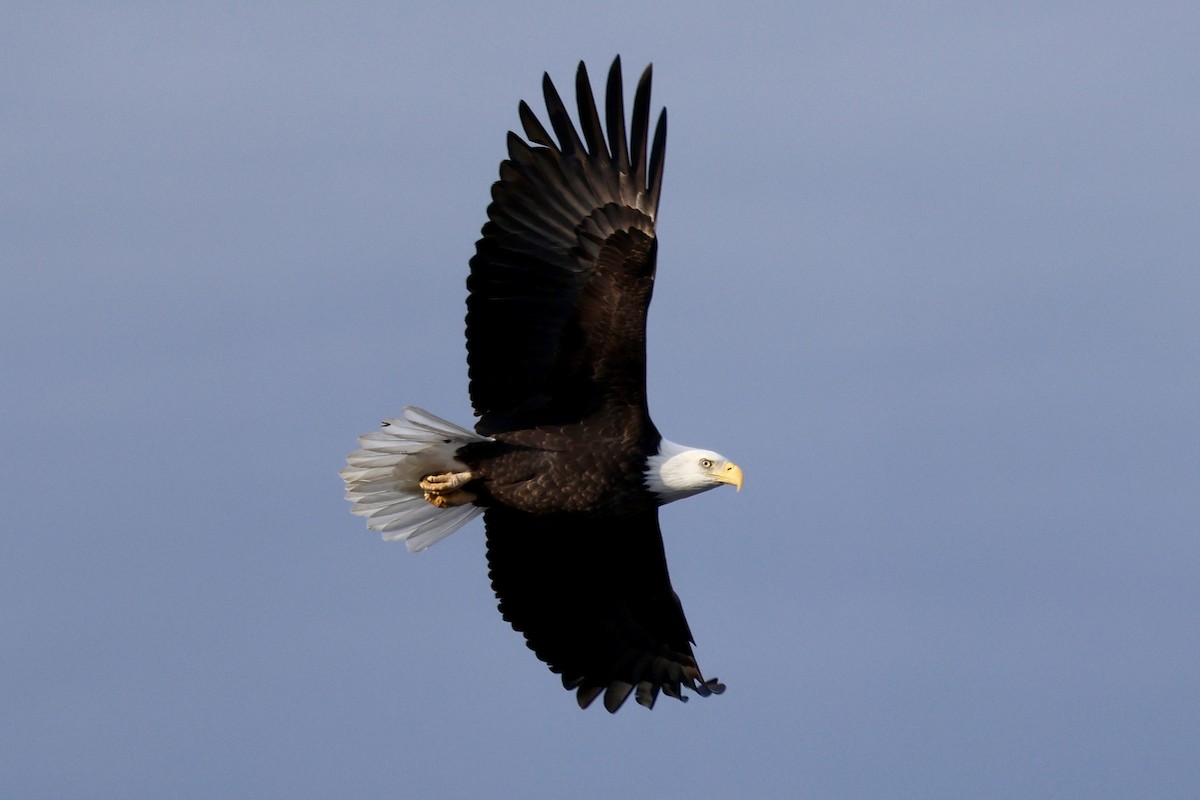 Bald Eagle - ML644874308